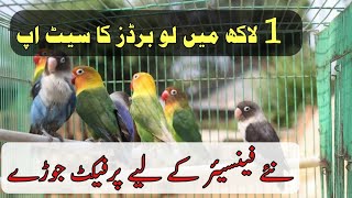 Love birds setup in 1 lakh | birds business in Pakistan