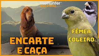 FÊMEA de COLEIRO com MUITO FOGO para o MACHO -  CAÇA ALCES  no jogo THE HUNTER! call of the wild"