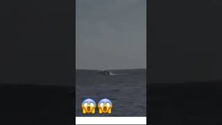 Ballena cae encima de un yate en Topolobampo, Sinaloa😱