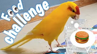 KAKARIKI PARROT Food Challenge 🐥🧠