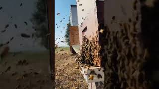 Lots of bees flying!