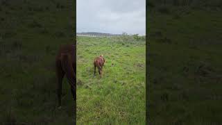 Encontramos Caballos🐎en Assateague Island 🏝 wildlife 🐎🏝