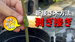 ぐるりと皮を剥いで移植する新接ぎ木方法【剥ぎ接ぎ】を開発した