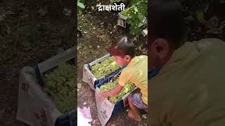 #द्राक्षशेती #शेतकरी #छोटा शेतकरी #कष्टाळू शेतकरी #द्राक्ष #