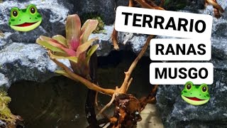 Hacer Terrario Rocoso Con Cascada Para Ranas Musgo 🐸 (Paso a Paso)