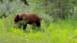 Canada: Jasper National Park