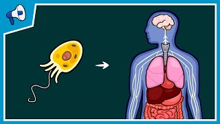 What Caused Life's Major Evolutionary Transitions?