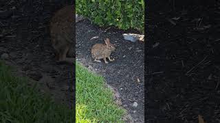 Rabbit eating a French Fry. #fat  #hungry #rabbit #bunny #shorts