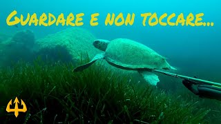 Pesca sub   :    🔱Guardare e non toccare.(Sud Sardegna)