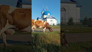 Раздражитель коровы🐄