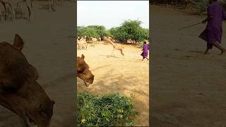 Baby camel amzaing seen#ytshorts