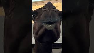 Facial diversity in camels