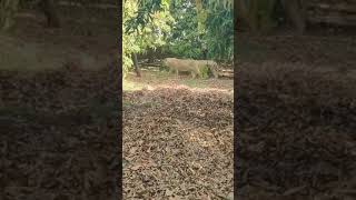 Asiatic Lion in Mango Orchard | કેસર કેરીના બગીચામાં કેશરી | SAVE ASIATIC LION | GIR