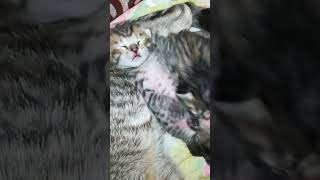 Adorable kittens with their Mom !