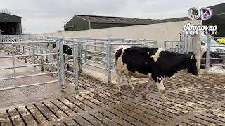 Cattle anti backing gate in action