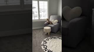 Before my dog knew baby was coming--hindsight is 20/20 right?  #funnycavapoo #cutecavapoo #dogvideo