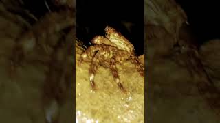 #crab  in the night - #crabs