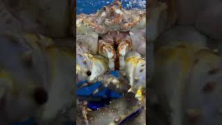 Kings of the Crabs #shortvideo #shortsfeed #king #kingcrab #crab #sea #monster #food