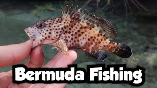 A New Species Surprises Me From Under the Rocks | Bermuda Fishing 🇧🇲