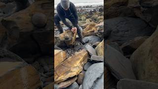 Searching Through GIANT Slabs For TREASURE 😱🤯🦖🔨