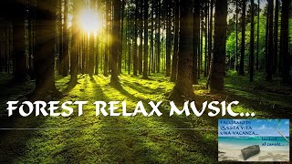 Forest relax music