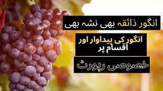 The taste of grapes is also intoxicating Special report on grape production and varieties | VTN