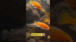 Bellissimo acquario ♒️