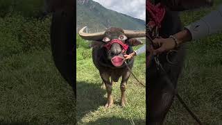 Buffalo must funny video #funny #ytviral #comedy #buffalos #ytshorts #yt #pets #viralvideo #animals