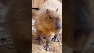 #Capybara #Hydrochoerus #greater capybara# lesser #capybara# Hydrochoerus #isthmius