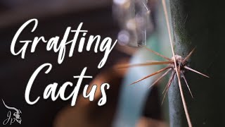 How to Graft Cactus