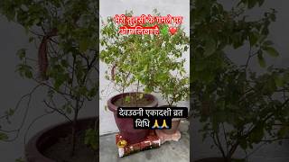 मेरी तुलसी 🌿 के 🌺#tulasivivah #tulsi #upay #vidhi #shorts #tulsikeupaypradeepjimishra #ytshorts