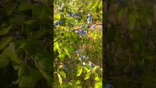 #moldova #2023 #summer #sloes #healthy #porumbele #blackthorn #knowplants