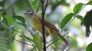 White Throated Bulbul