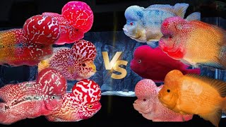 MONSTER VARIETIES HYBRID AMPHYLOPUS  (SRM , CC, KK, GB  ) -தமிழ் #aquarium #flowerhorn