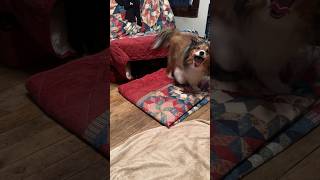 Audie the Cute Sheltie Drying On Quilts to “Singing In The Rain”