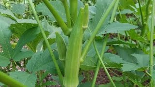 HOW TO TRANSPLANT THE OKRA SEEDLING PROPERLY.