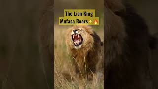 The Lion 🦁 King 👑 || Mufasa Roars 🔥⚡️|| #shorts || #short || #viral 📈⚡️📉 #wildrivals