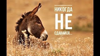 НИКОГДА НЕ СДАВАЙСЯ │Осел и колодец │Мотивация 2019