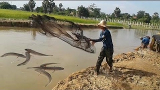 Net Fishing In Battambang Province - Cambodia Traditional Fishing - Khmer Cast Net Fishing (Part125