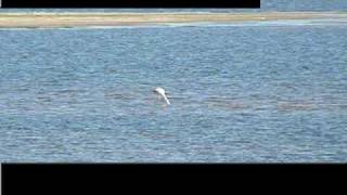 Phoenicopterus chilensis - Flamenco