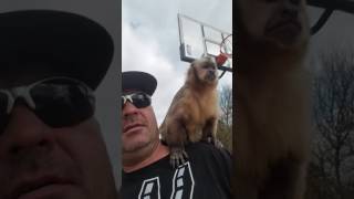 A monkey a basketball and a military hummv