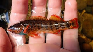 My First go at Snorkel Microfishing Results in Beautiful Darter!