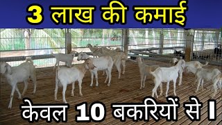 3 लाख की कमाई केवल 10 बकरियों से /#बकरीपालन/Bakri palan/#goatfarming/Goat farming india.