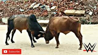 bull fight in village || sand ki ladai dekho|| bailo ki ldai.