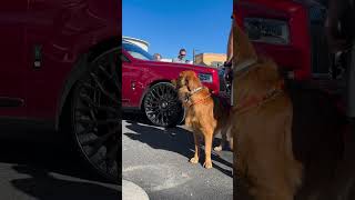 Cars🏎️ & 🐶Canines. A duo nobody could resist from having a great time around! #cars #dogs #shorts