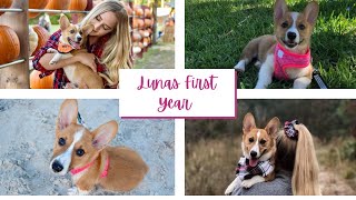 A year at a glance - Luna's first birthday