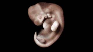 Medical animation. The development of the child in the mother's abdomen