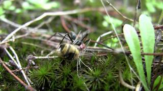 Spider Ant finds Wasp body