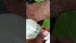 Protect plant using organic pest control method no side effects lines on plant leaf in hindi