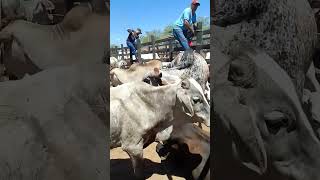 Gado bom na feira de animais em Tabira PE 14/10/ 2024